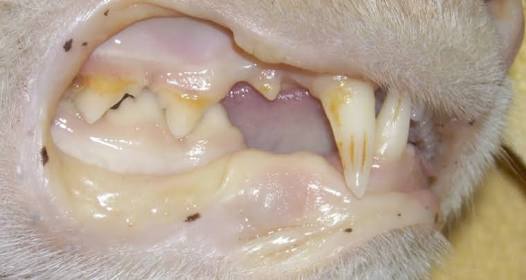 Beautiful view of Young Cat Uti And Pale Gums